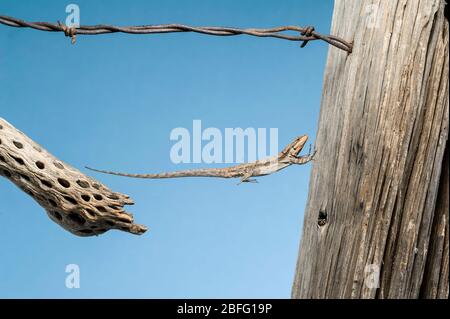 Ornate Baum-Eidechse (Urosaurus ornatus) springt auf einen Fechtenposten, Arizona, USA, von Dominique Braud/Dembinsky Photo Assoc Stockfoto