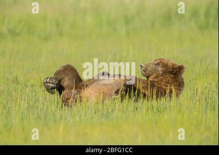 Coastal Brown Bear, Grizzly (Ursus Arctos), Lake Clark National Park and Preserve, Alaska, USA, von Dominique Braud/Dembinsky Photo Assoc Stockfoto
