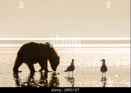 Coastal Brown Bear, Grizzly (Ursus Arctos), Lake Clark National Park and Preserve, Alaska, USA, von Dominique Braud/Dembinsky Photo Assoc Stockfoto