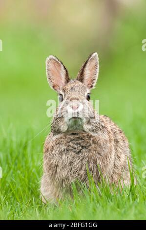 Ostcottontail-Kaninchen (Sylvilagus floridanus), die sich auf Gras ernähren, Ost-Nordamerika, von Dominique Braud/Dembinsky Photo Assoc Stockfoto