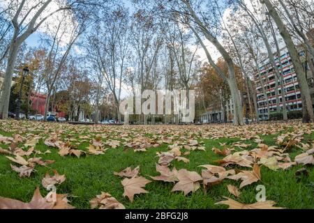 MADRID, SPANIEN - 13. DEZEMBER 2018: Ein Teppich aus gelbem Laub von winterlichen Platanen am Prado Boulevard in Madrid. Stockfoto