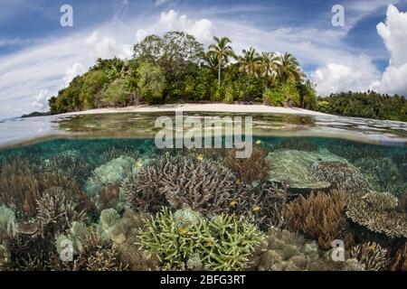 Ein erstaunliches Korallenriff wächst in seichtem Wasser inmitten der üppigen Inseln von Raja Ampat, Indonesien. Dieses Gebiet ist für seine unglaubliche marine Artenvielfalt bekannt. Stockfoto