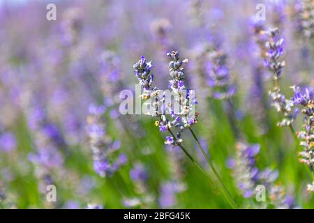 Nahaufnahme von Lavendelblüten im Hitchin Lavender, Großbritannien Stockfoto