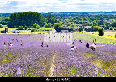 Menschen pflücken Lavendel in einem Feld bei Hitchin Lavendel, Großbritannien Stockfoto