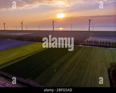 Tulpenfelder in den Niederlanden mit auf dem Hintergrund Windmühlenpark im Ozean Niederlande, bunte holländische Tulpen Stockfoto