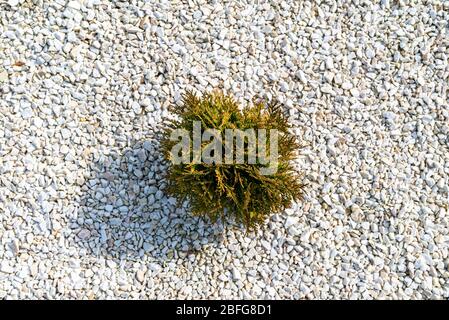 Ein kleiner felsiger Bereich vor dem Haus mit einer Pflanze im Inneren und weißen dekorativen Kieselsteinen, Draufsicht. Stockfoto