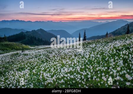 Lawinenlilien unter Obstruction Point Road auf Hurricane Ridge im Olympic National Park, Washington. Stockfoto