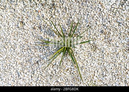 Ein kleiner felsiger Bereich vor dem Haus mit einer Pflanze im Inneren und weißen dekorativen Kieselsteinen, Draufsicht. Stockfoto