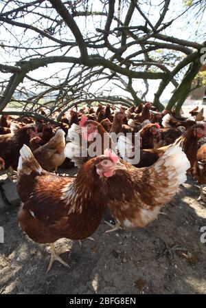 Freilandlegehennen, Rasse Lohmann braun, Bayern, Deutschland Stockfoto