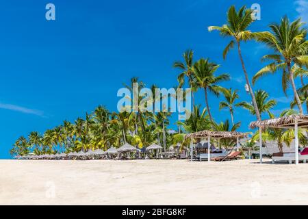 Reihe von Palmen, Andilana Beach, Nosy Be Island, Madagaskar Stockfoto