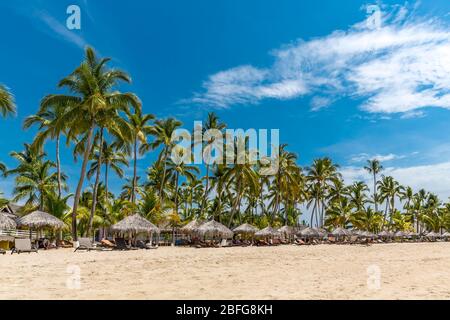 Reihe von Palmen, Andilana Beach, Nosy Be Island, Madagaskar Stockfoto