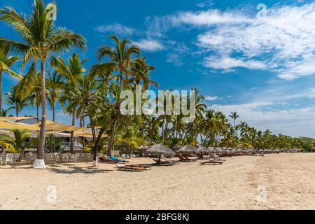 Reihe von Palmen, Andilana Beach, Nosy Be Island, Madagaskar Stockfoto