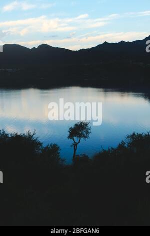 Einiger stacheliger Baum, der gegen den Abendhimmel ragt, reflektiert über dem See Potrero de los Funes, in San Luis, Argentinien. Stockfoto