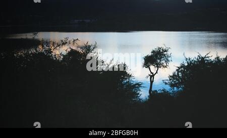 Einiger stacheliger Baum, der gegen den Abendhimmel ragt, reflektiert über dem See Potrero de los Funes, in San Luis, Argentinien. Stockfoto