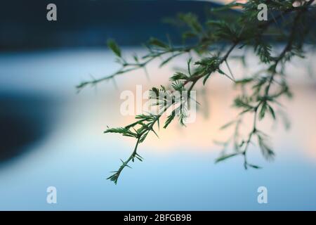 Dornen und Blätter eines Nadelbusches (Vachellia farnesiana) in San Luis, Argentinien. Nahaufnahme von Details. Stockfoto