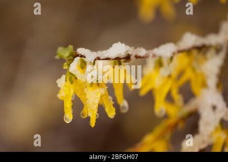 Forsythia × intermedia, oder Border forsythia, blühend mitten im April Schnee in Littleton, Massachusetts, USA. Stockfoto