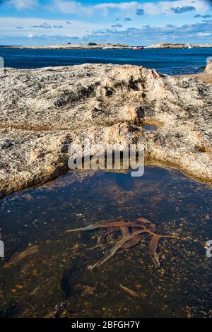 Zerklüftete Küste von Bisheno in Tasmanien mit klarem Felsbecken im Vordergrund mit Seetang. Stockfoto