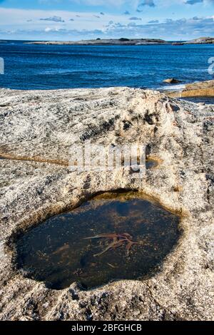 Zerklüftete Küste von Bisheno in Tasmanien mit klarem Felsbecken im Vordergrund mit Seetang. Stockfoto