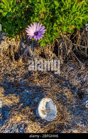 Am Nachmittag wird das Licht über einen grünen Busch und eine wunderschöne lila Blüte neben einer Austernschale am Ufer der St Helens Bay in Tasmanien gelütet. Stockfoto