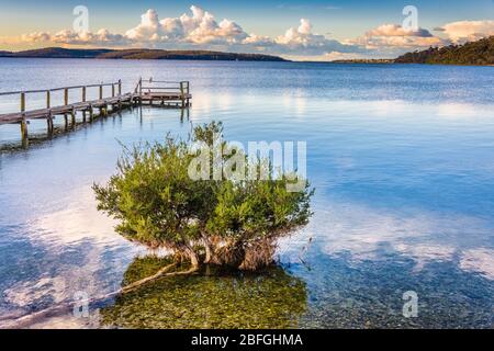 Ein alter Holzsteg und ein winterharter kleiner Baum im klaren Wasser tragen zum malerischen Sonnenuntergang auf der spiegelartigen Oberfläche der St Helen''s Bay in Tasmanien bei. Stockfoto