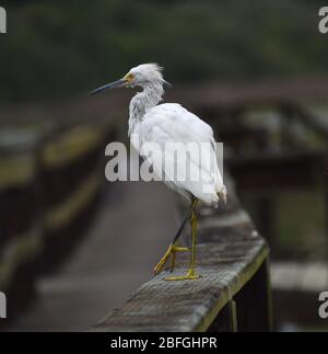 Ein schneereicher Reiher (Egretta thula), der sich im Prozess der Häutung befindet, auf einem Geländer im Kirby Park in Kalifornien. Stockfoto