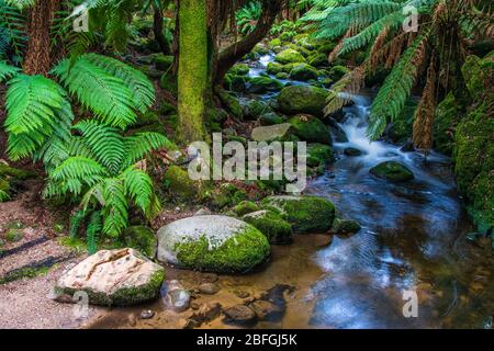 Der Bach fließt sanft um moosbewachsene Felsen durch den üppigen, gemäßigten Regenwald der St columba Falls Gorge in Tasmanien. Stockfoto