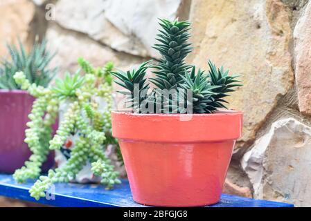 Verschiedene Sukkulenten Pflanzen Töpfe auf Homemade Blue Stand in EINEM Garten am Sunny Day. Stockfoto