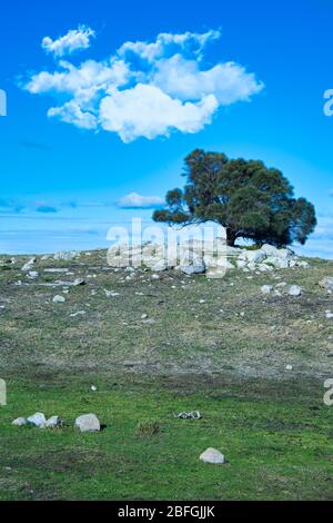 Ein knorriger Baum, der sich an den felsigen Hügeln der Küste der Bay of Fires in Tasmanien abhebt. Stockfoto