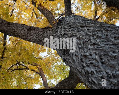 Ulme mit goldenem Herbstlaub von unten mit einer flachen Schärfentiefe fotografiert. Stockfoto