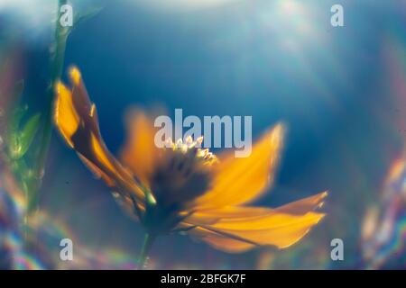 Schwefelkosmo am Bauernzaun, gelbe und rote Blumen sind so schön, wie ein junges Mädchen. Nahaufnahme von Schwefel-Kosmo blüht auf dem Feld, Vollbild Stockfoto