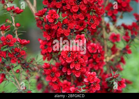 Sehen Sie die roten Teebaum-Blumen Neuseelands aus nächster Nähe. Eine Art blühender Pflanze aus der Myrtenfamilie Myrtaceae, die im Südosten Australiens und in Australien beheimatet ist Stockfoto