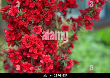 Sehen Sie die roten Teebaum-Blumen Neuseelands aus nächster Nähe. Eine Art blühender Pflanze aus der Myrtenfamilie Myrtaceae, die im Südosten Australiens und in Australien beheimatet ist Stockfoto