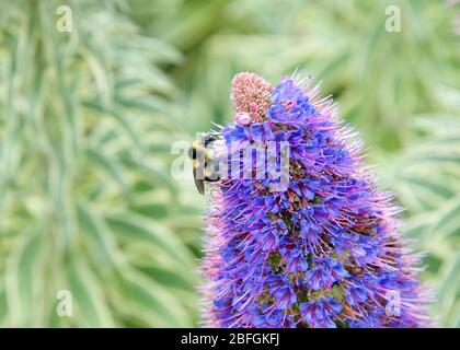 Eine Hummel, die Pollen von Echium-Candikanern sammelt, die allgemein als Stolz auf Madeira bekannt sind, blüht. Nahaufnahme mit Schärfentiefe. Stockfoto