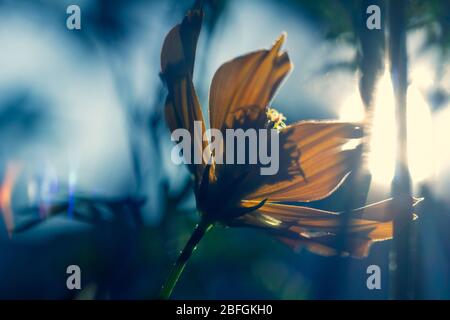 Schwefelkosmo am Bauernzaun, gelbe und rote Blumen sind so schön, wie ein junges Mädchen. Nahaufnahme von Schwefel-Kosmo blüht auf dem Feld, Vollbild Stockfoto