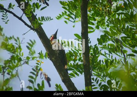 Grünbarbenspecht (Colaptes melanochloros), auf einem Zweig in einem Wald in San Luis, Argentinien. Stockfoto