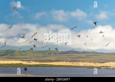 Vogelschar am Himmel. Fliegende Möwen und Pelikane Stockfoto