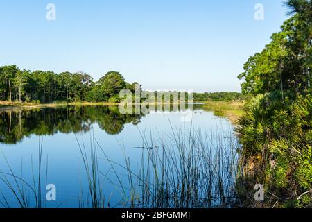 Grüne Kiefern spiegelten sich auf einem glatten See mit klarem blauen Himmel, Halpatiokee Regional Park, Stuart, Florida, USA Stockfoto