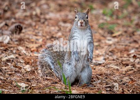 Eastern grauen Eichhörnchen auf seinen Hinterbeinen unter Beachtung. Gut für ein Meme. North Carolina. Stockfoto