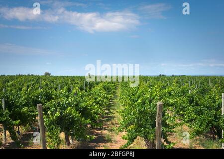 Weinreben Reihen sich in einem Weingut in Mendoza, Argentinien. Landwirtschaftliche Tätigkeit, Weinherstellung Hintergrund. Stockfoto