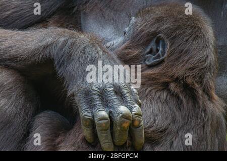 Portrail eines Gorilla-Babys, das von seiner Mutter eng gehalten wird Stockfoto
