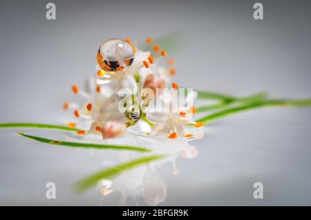 Ein Nahaufnahme Foto von einem Zweig der weißen Spargel densiflorus Blumen schwimmend auf dem Wasser Stockfoto