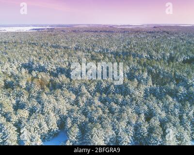 Kiefer verschneiten Wald im Winter. Bäume mit Schnee bedeckt. Luftaufnahme. Natur Hintergrund Stockfoto