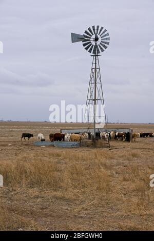 Kühe auf dem Bauernhof in der Nähe von Amarillo Texas Stockfoto