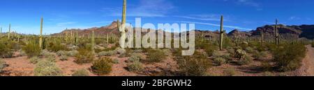 Organ Pipe Cactus National Monument in Sonoran Desert Arizona USA Stockfoto