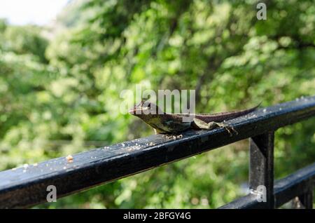 Eine riesige Krone Anole Eidechse, lateinischer Name Anolis Richardi, sitzt auf einem Metallzaun in Tobago. Stockfoto