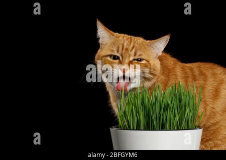 Lustige Porträt von Red Cat Essen Weizengras auf isolierten schwarzen Hintergrund Stockfoto