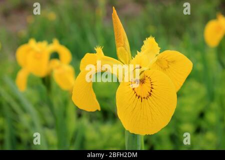 Gelbe Flagge Iris pseudacorus in Penmon Point Anglesey, Wales, Großbritannien Stockfoto