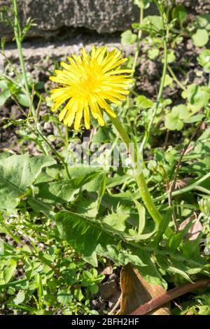 Detailbild einer leuchtend gelben Blume des Löwenzahns (Taraxacum officinale) Stockfoto