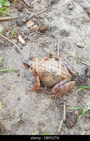 Die Kröte, auch bekannt als Europäische Kröte (lateinischer Name: Bufo bufo), sitzt auf dem Boden Stockfoto