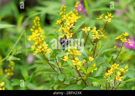 Eine Schreinerbiene (Xylocopa), die sich von Nektar von einem schlanken Glodshower (Galphimia gracilis) ernährt Stockfoto